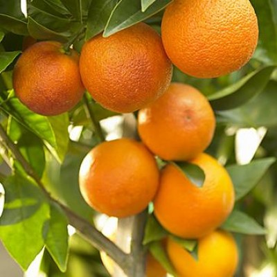 Orange Plant - Santara, Santra, Narangi, Citrus reticulata